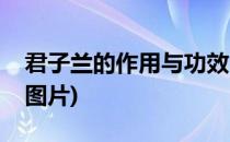 君子兰的作用与功效(君子兰的作用与功效及图片)
