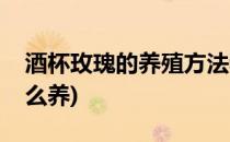酒杯玫瑰的养殖方法和注意事项(酒杯玫瑰怎么养)