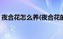 夜合花怎么养(夜合花的养殖方法和注意事项)