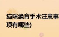 猫咪绝育手术注意事项(猫咪绝育手术注意事项有哪些)