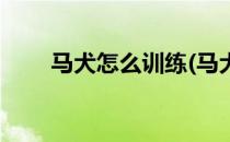 马犬怎么训练(马犬怎么训练不咬人)
