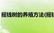 摇钱树的养殖方法(摇钱树的养殖方法和浇水)