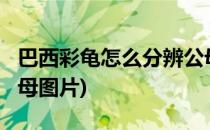 巴西彩龟怎么分辨公母?(巴西彩龟怎么分辨公母图片)