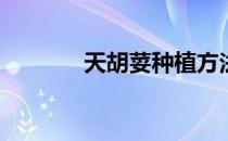天胡荽种植方法(天胡荽盆栽)