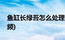 鱼缸长绿苔怎么处理(鱼缸长绿苔怎么处理视频)
