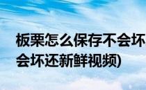 板栗怎么保存不会坏还新鲜(板栗怎么保存不会坏还新鲜视频)