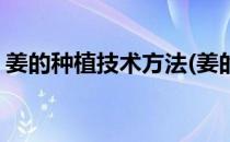 姜的种植技术方法(姜的种植技术方法及产量)