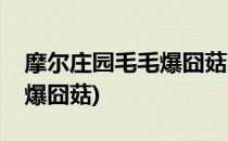 摩尔庄园毛毛爆囧菇怎么做(摩尔庄园毛毛豆爆囧菇)