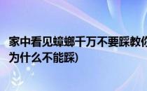 家中看见蟑螂千万不要踩教你彻底消灭蟑螂(在家里看到蟑螂为什么不能踩)