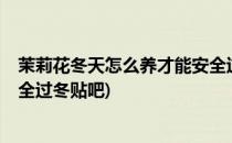 茉莉花冬天怎么养才能安全过冬?(茉莉花冬天怎么养才能安全过冬贴吧)
