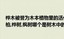 桦木被誉为木本植物里的活化石起源蚂蚁新村答案(木棉,松柏,桦树,枫树哪个是树木中的活化石)