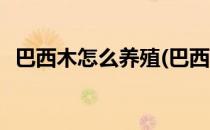 巴西木怎么养殖(巴西木怎么养殖才能开花)