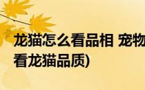 龙猫怎么看品相 宠物龙猫的品相如何看(怎么看龙猫品质)