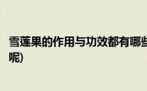 雪莲果的作用与功效都有哪些(雪莲果的作用与功效都有哪些呢)