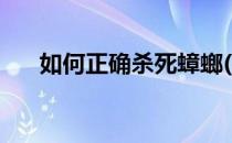 如何正确杀死蟑螂(咋样才能杀死蟑螂)