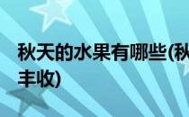 秋天的水果有哪些(秋天的水果有哪些成熟 大丰收)