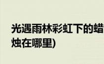 光遇雨林彩虹下的蜡烛在哪(光遇雨林彩虹蜡烛在哪里)