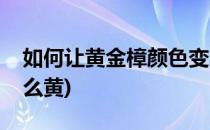 如何让黄金樟颜色变黄(黄金樟怎么加工的那么黄)