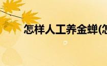 怎样人工养金蝉(怎样人工养金蝉花)