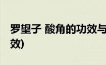 罗望子 酸角的功效与作用(罗望子的作用及功效)