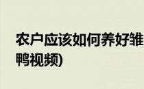 农户应该如何养好雏鸭(农户应该如何养好雏鸭视频)