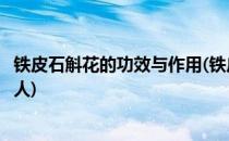 铁皮石斛花的功效与作用(铁皮石斛花的功效与作用适合哪些人)