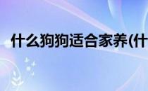 什么狗狗适合家养(什么狗狗适合家养新手)