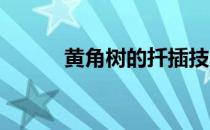 黄角树的扦插技术(黄角兰 扦插)