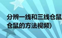 分辨一线和三线仓鼠的方法(分辨一线和三线仓鼠的方法视频)