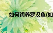 如何饲养罗汉鱼(如何饲养罗汉鱼视频)
