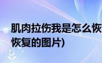 肌肉拉伤我是怎么恢复的(肌肉拉伤我是怎么恢复的图片)