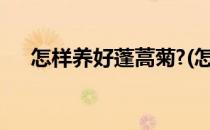 怎样养好蓬蒿菊?(怎样养好蓬蒿菊种子)