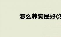 怎么养狗最好(怎么养狗最好看)