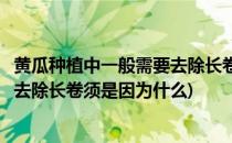 黄瓜种植中一般需要去除长卷须是因为(黄瓜种植中一般需要去除长卷须是因为什么)