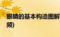 眼睛的基本构造图解(眼睛的基本构造图解视频)