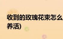 收到的玫瑰花束怎么养(收到的玫瑰花束怎么养活)