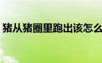 猪从猪圈里跑出该怎么办(猪跑出圈了怎么办)