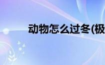 动物怎么过冬(极地动物怎么过冬)