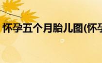 怀孕五个月胎儿图(怀孕五个月胎儿图片欣赏)