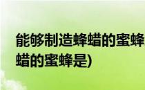 能够制造蜂蜡的蜜蜂蚂蚁新村答案(能够造蜂蜡的蜜蜂是)