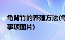龟背竹的养殖方法(龟背竹的养殖方法和注意事项图片)