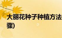 大丽花种子种植方法(大丽花种子种植方法步骤)