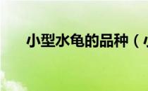 小型水龟的品种（小型水龟种类大全）