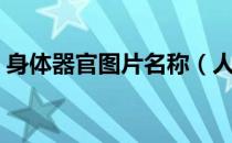 身体器官图片名称（人体部位器官名称图片）