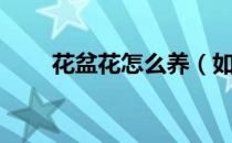 花盆花怎么养（如何养花室内盆花）