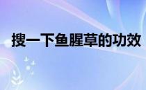 搜一下鱼腥草的功效（鱼腥草图片及功效）