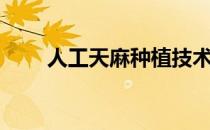 人工天麻种植技术（天麻种植技术）