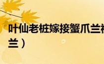 叶仙老桩嫁接蟹爪兰视频（叶仙老桩嫁接蟹爪兰）