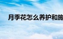 月季花怎么养护和施肥（月季花怎么养）