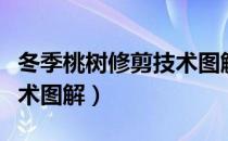冬季桃树修剪技术图解图片（冬季桃树修剪技术图解）
